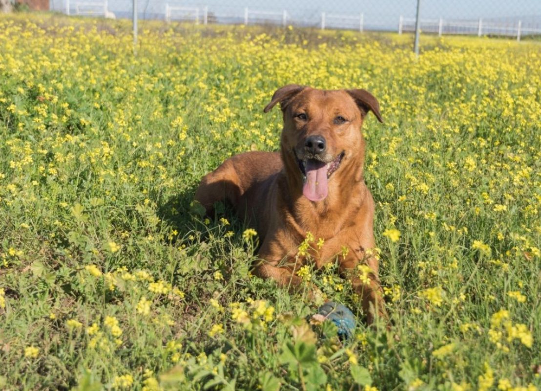 Tayson - Chien à adopter - photo 4