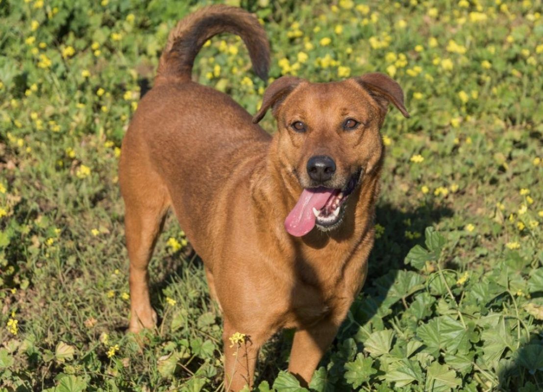 Tayson - Chien à adopter