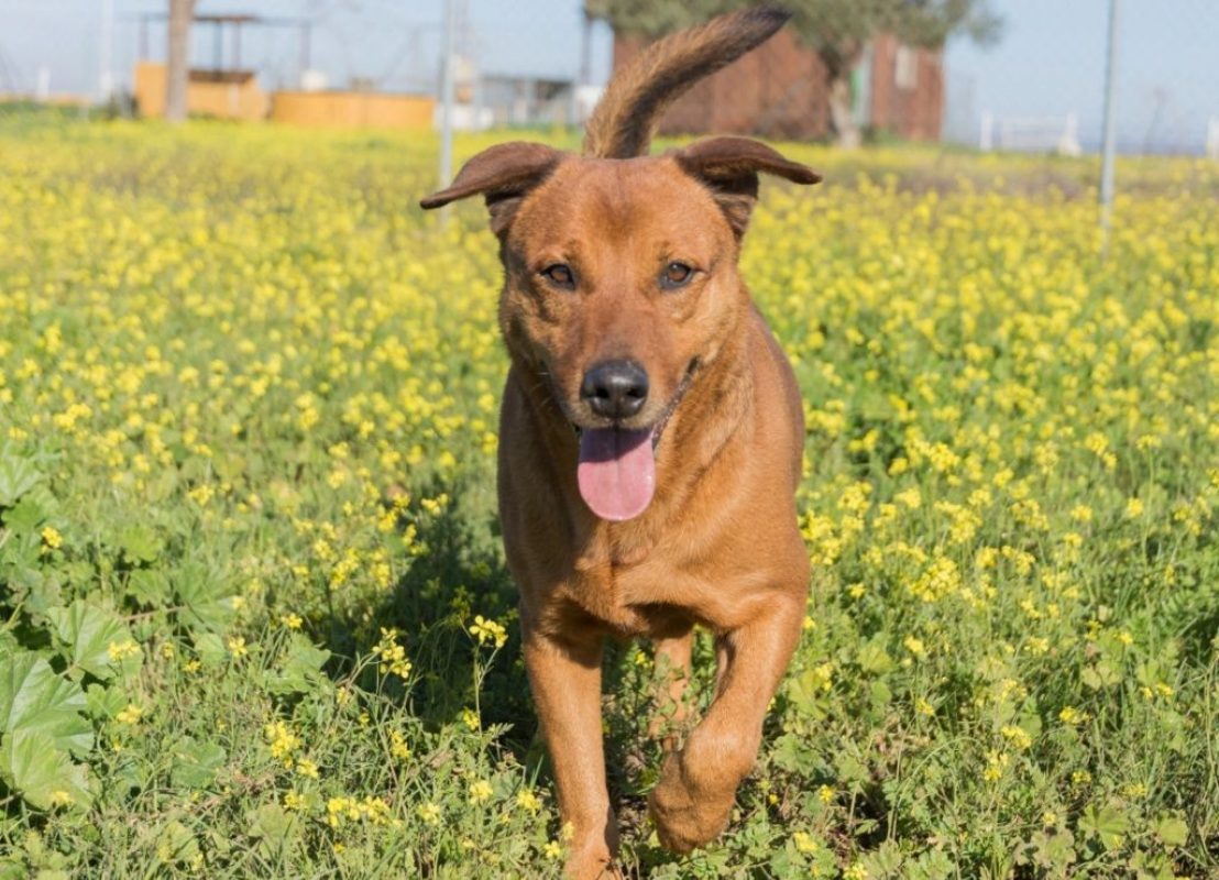 Tayson - Chien à adopter - photo 2