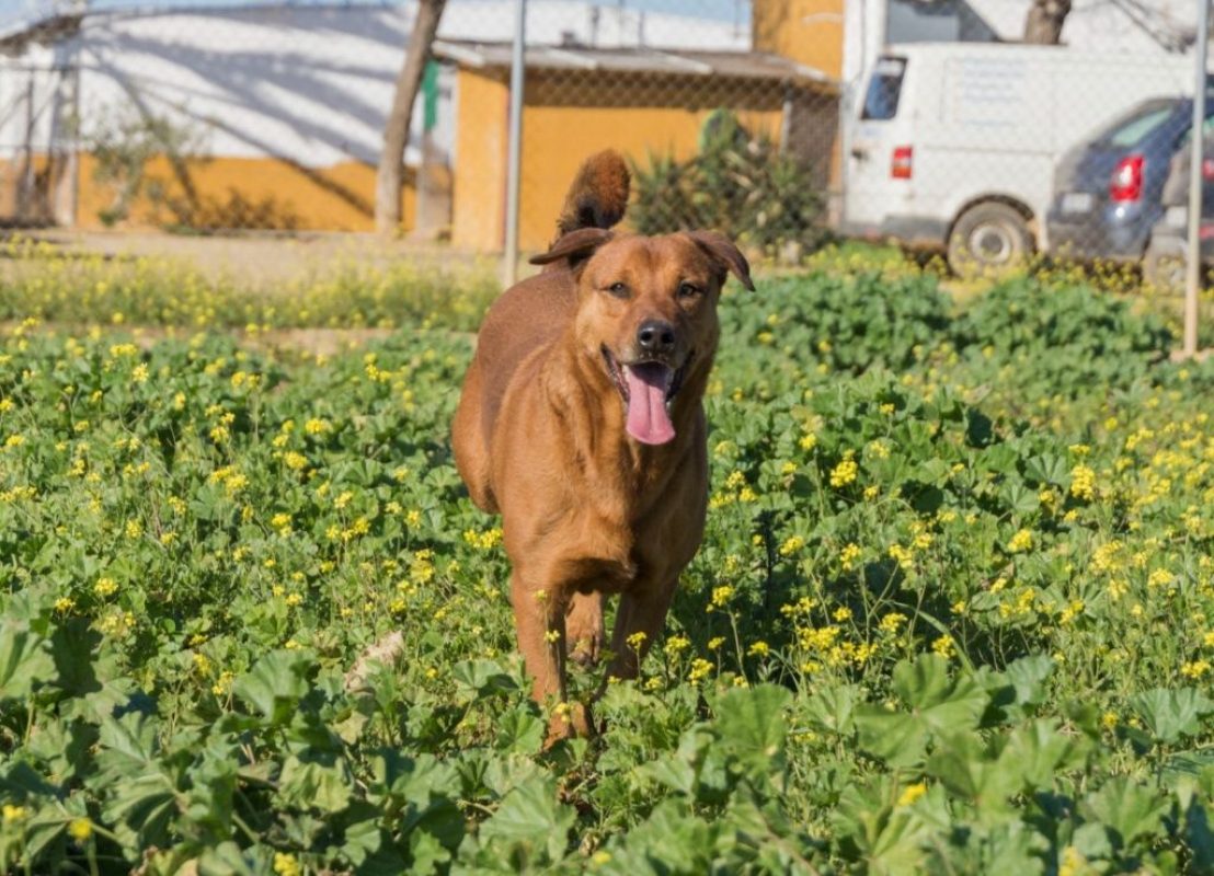 Tayson - Chien à adopter - photo 5