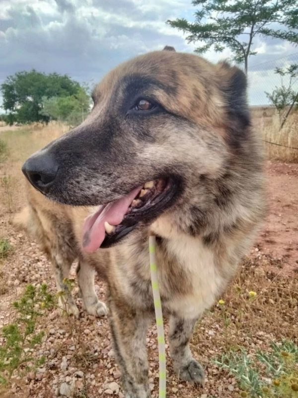 Hornis - Chien à adopter - photo 2