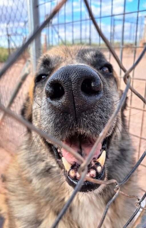 Hornis - Chien à adopter - photo 3