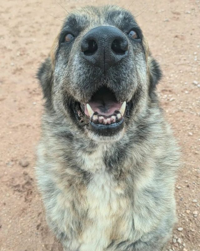 Hornis - Chien à adopter - photo 4