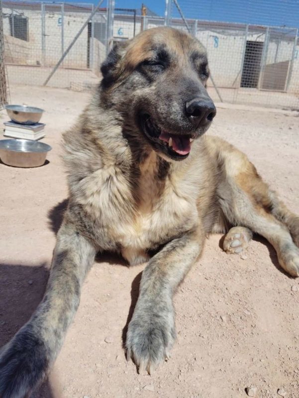 Hornis - Chien à adopter