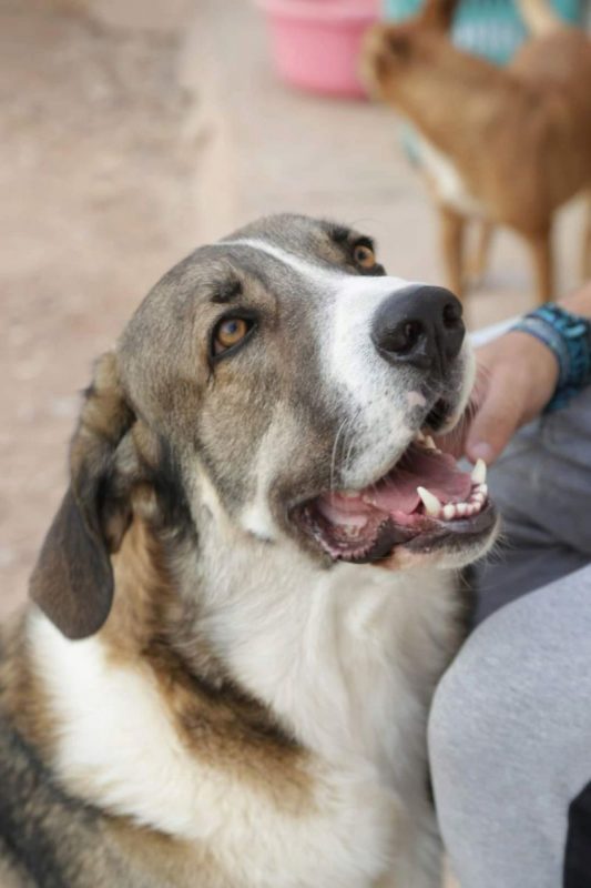 Orion - Chien à adopter - photo 4