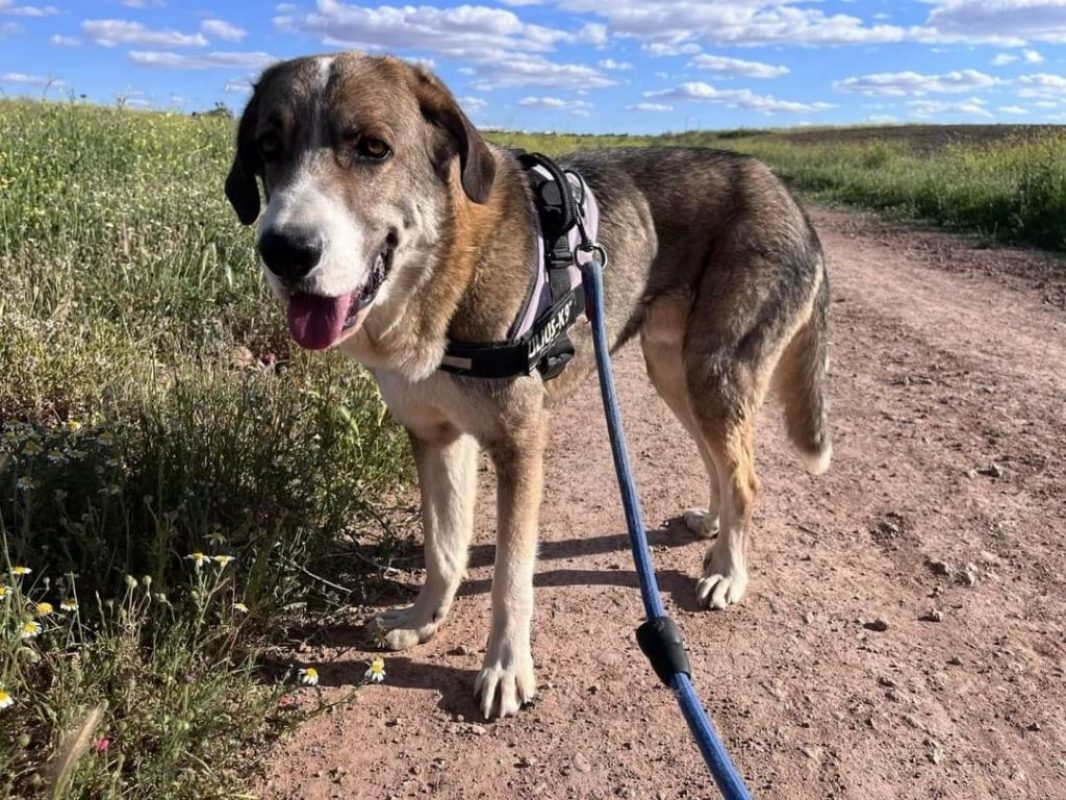 Orion - Chien à adopter