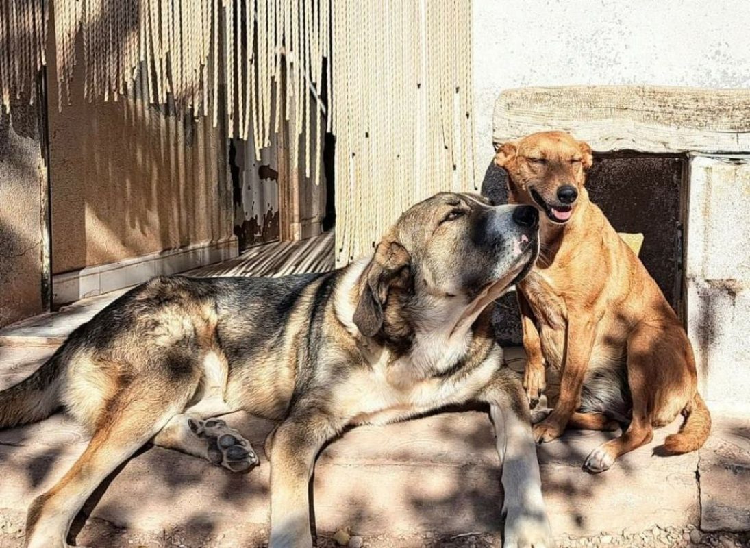 Orion - Chien à adopter - photo 3