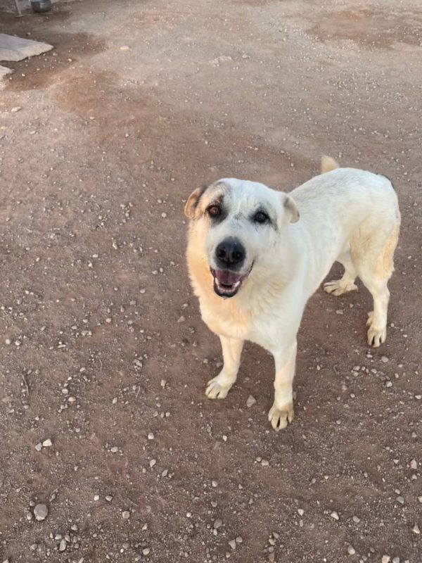 Rio - Chien à adopter - photo 4