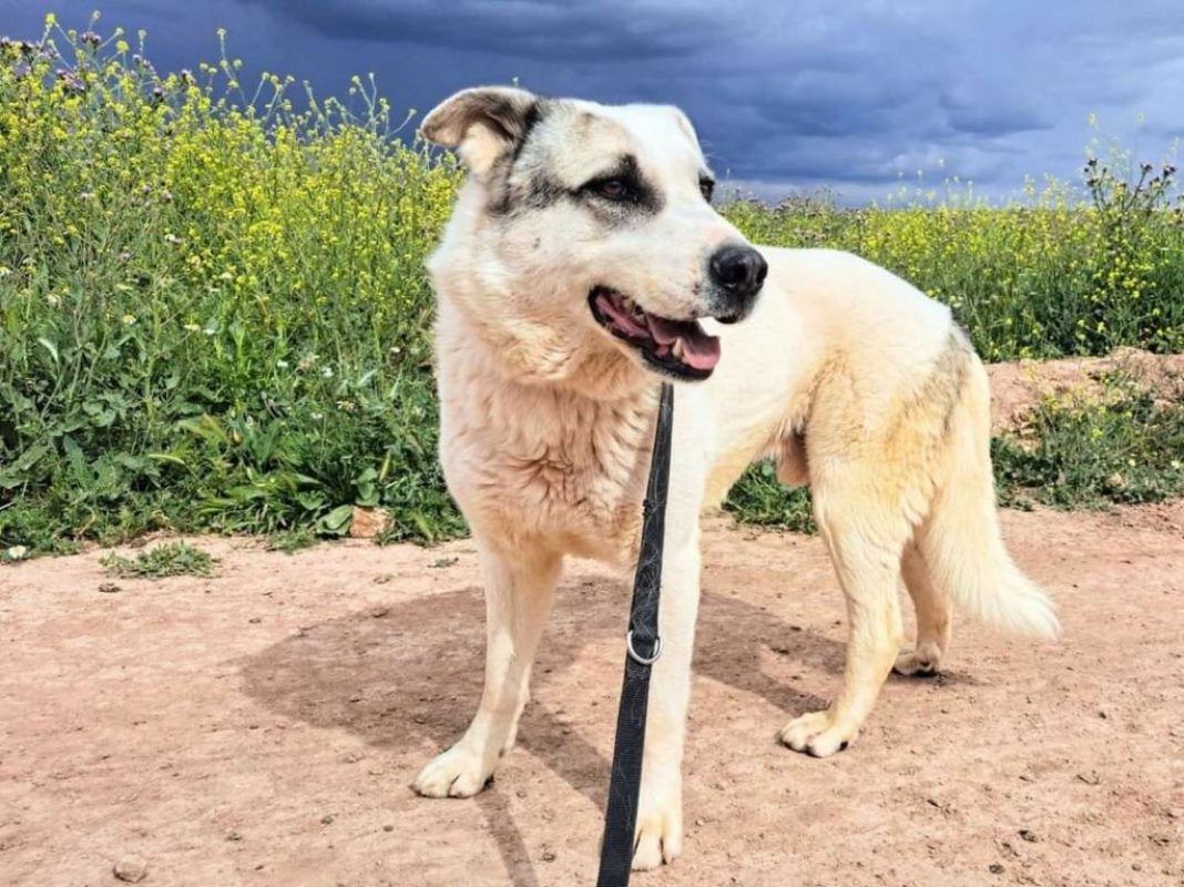 Rio - Chien à adopter