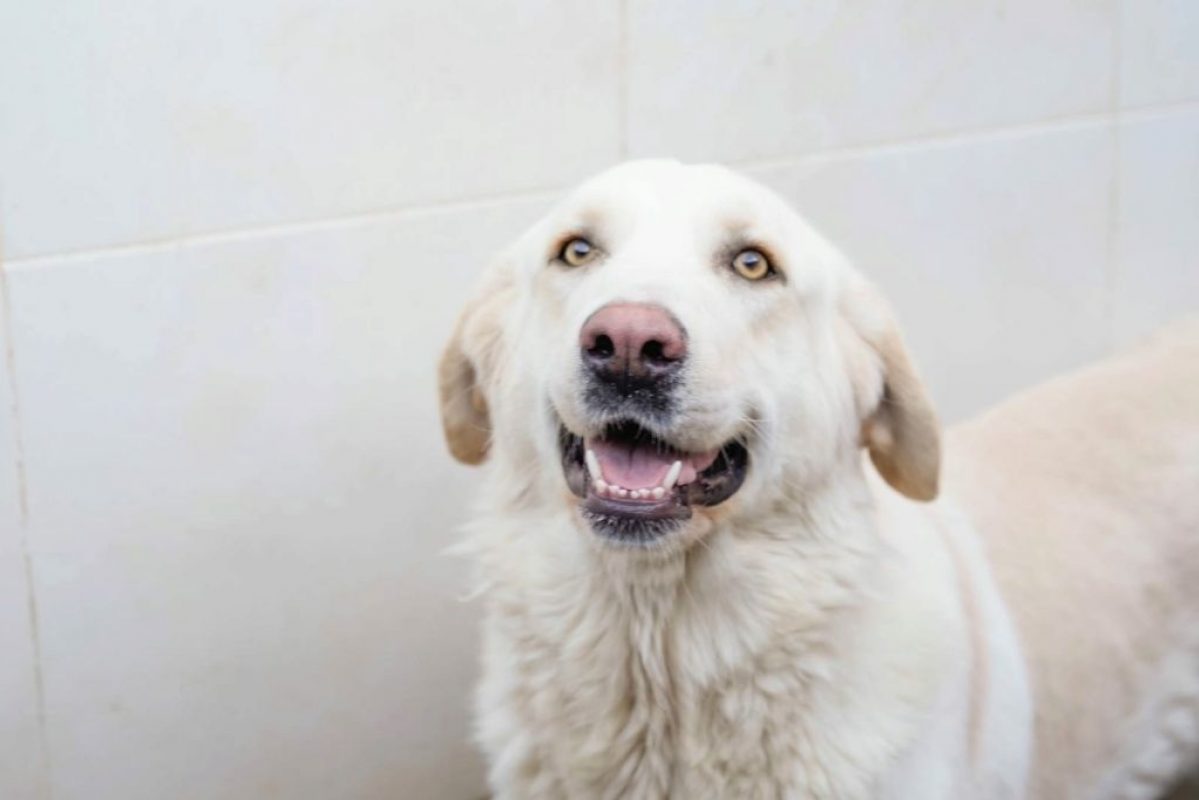Chelo - Chien à adopter - photo 4