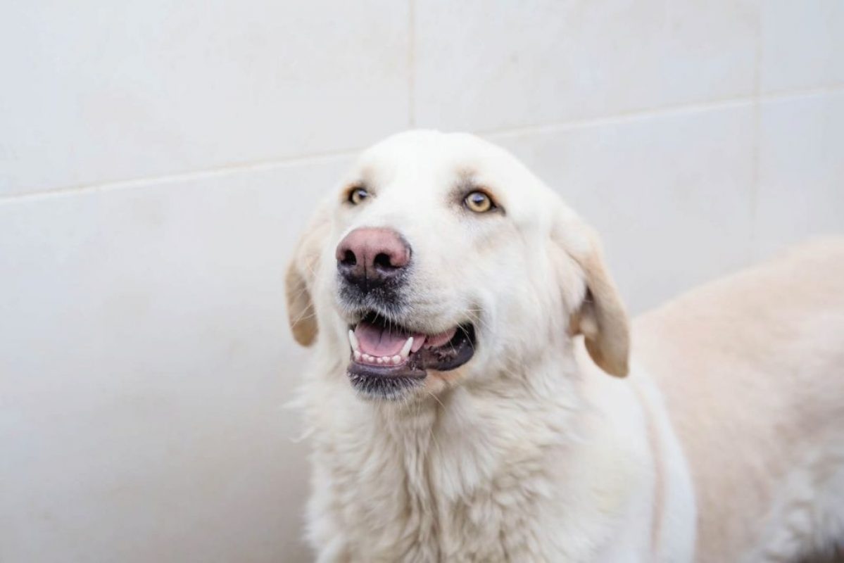 Chelo - Chien à adopter - photo 2