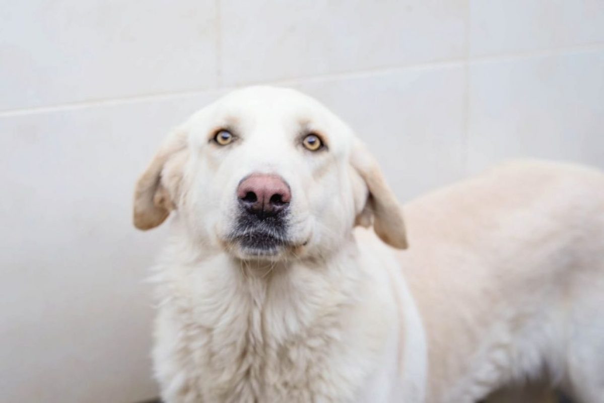 Chelo - Chien à adopter