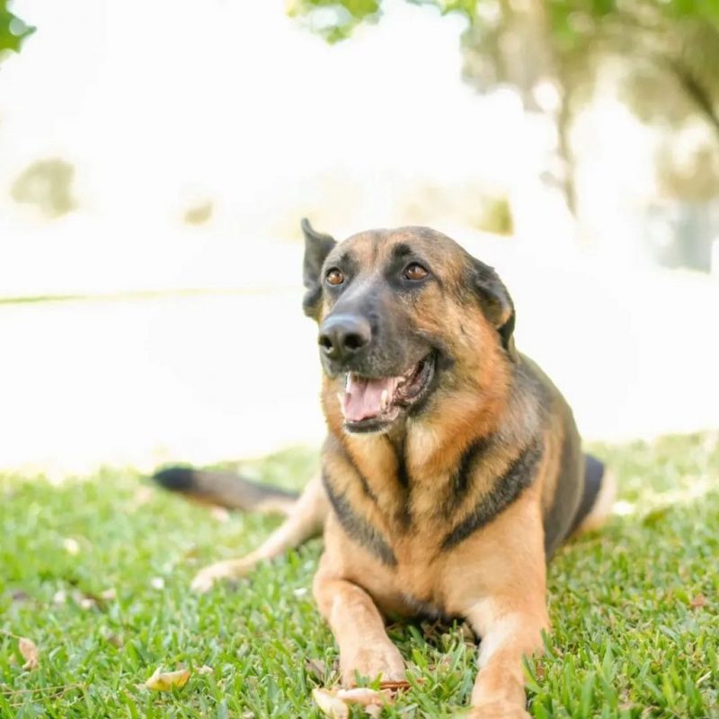 Hada - Chien Berger Allemand à adopter - photo 4