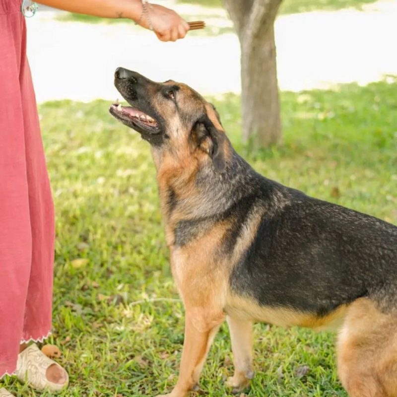 Hada - Chien Berger Allemand à adopter - photo 3