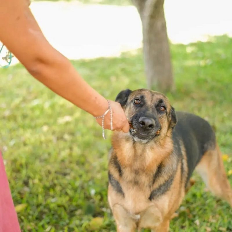 Hada - Chien Berger Allemand à adopter - photo 2