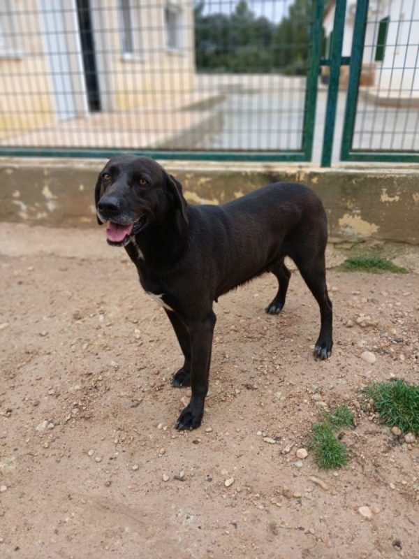Kayu - Chien à adopter - photo 2