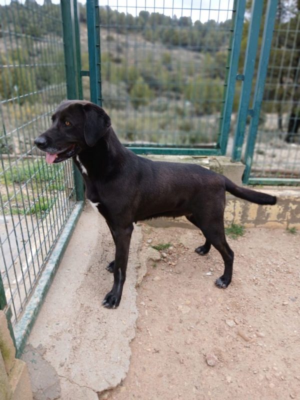 Kayu - Chien à adopter - photo 6