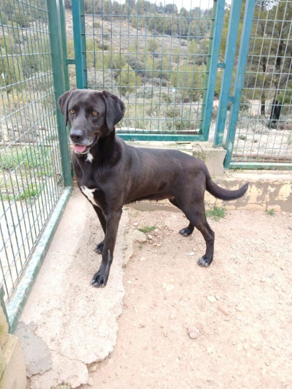 Kayu - Chien à adopter