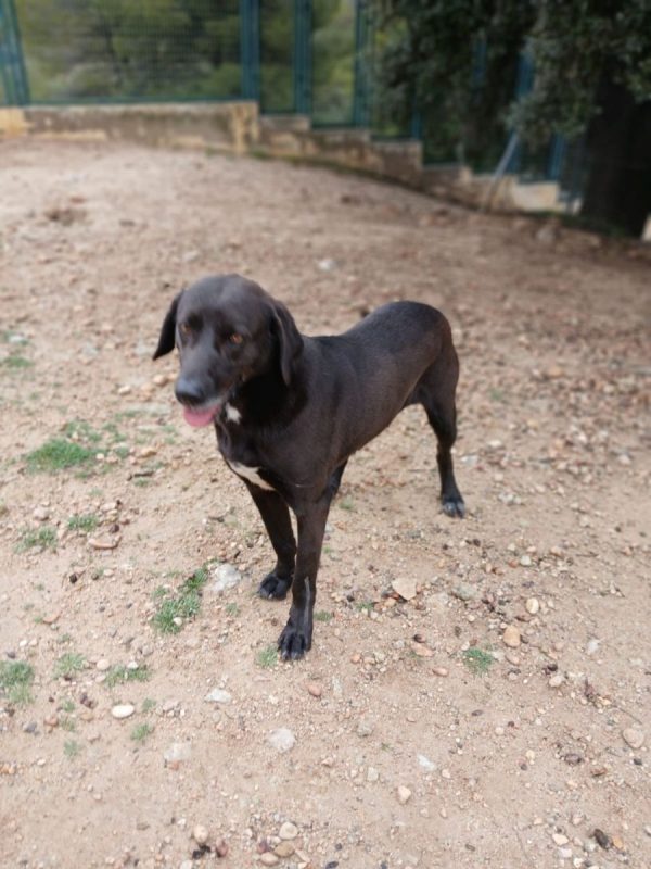 Kayu - Chien à adopter - photo 4