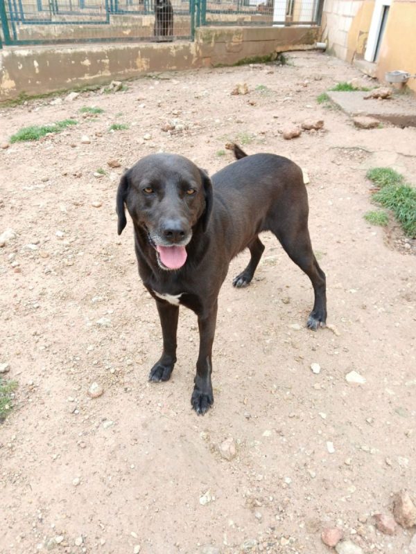 Kayu - Chien à adopter - photo 3
