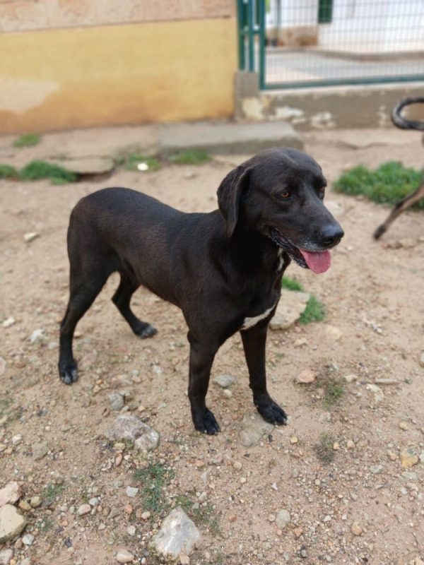 Kayu - Chien à adopter - photo 5