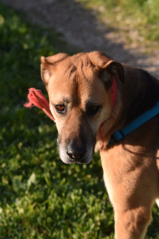 Shine - Chien à adopter - photo 2