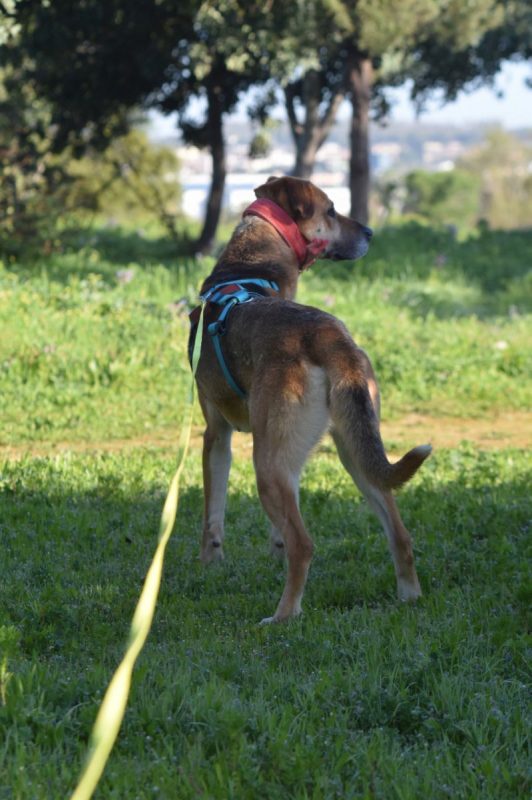 Shine - Chien à adopter - photo 4