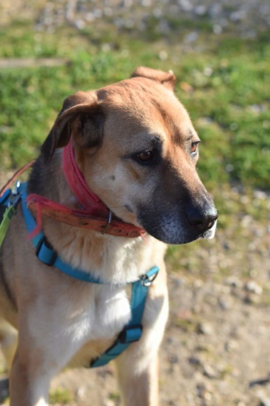 Shine - Chien à adopter
