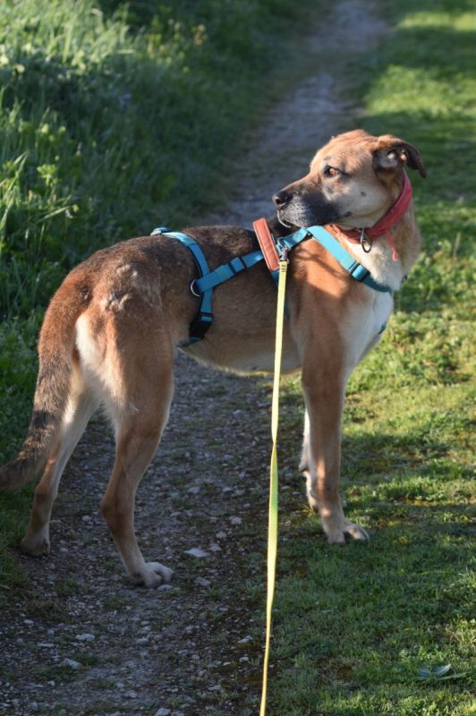 Shine - Chien à adopter - photo 3