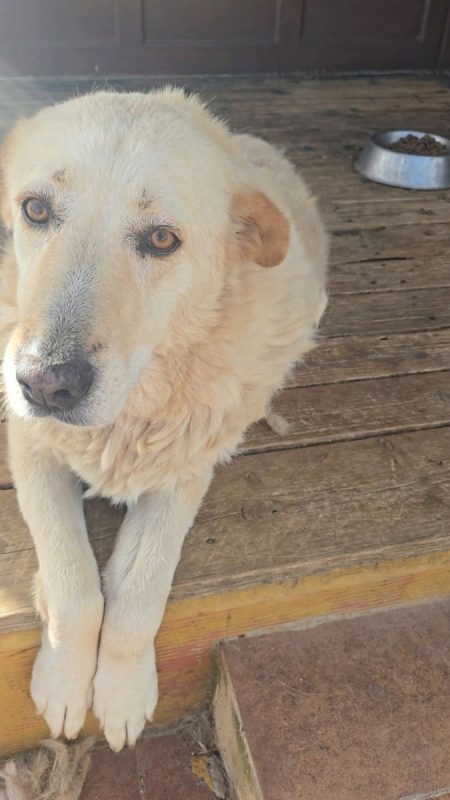 Delice - Chien à adopter - photo 2