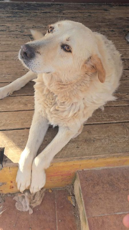 Delice - Chien à adopter - photo 5