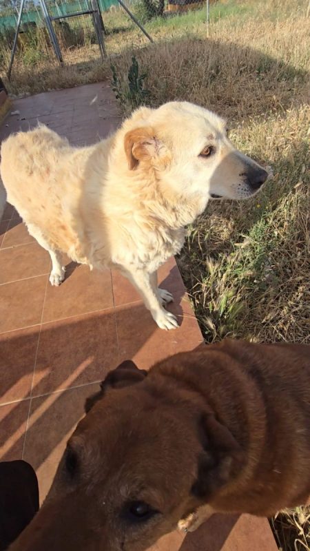 Delice - Chien à adopter - photo 3