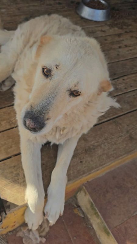 Delice - Chien à adopter - photo 4