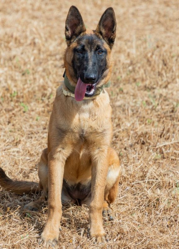 Tara - Chien Berger Belge Malinois à adopter - photo 6