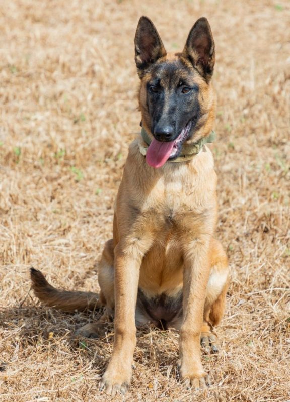 Tara - Chien Berger Belge Malinois à adopter - photo 5