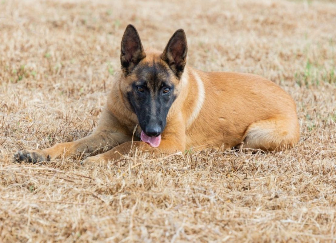 Tara - Chien Berger Belge Malinois à adopter - photo 3