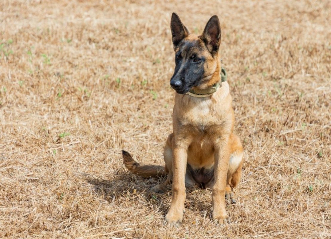Tara - Chien Berger Belge Malinois à adopter - photo 4