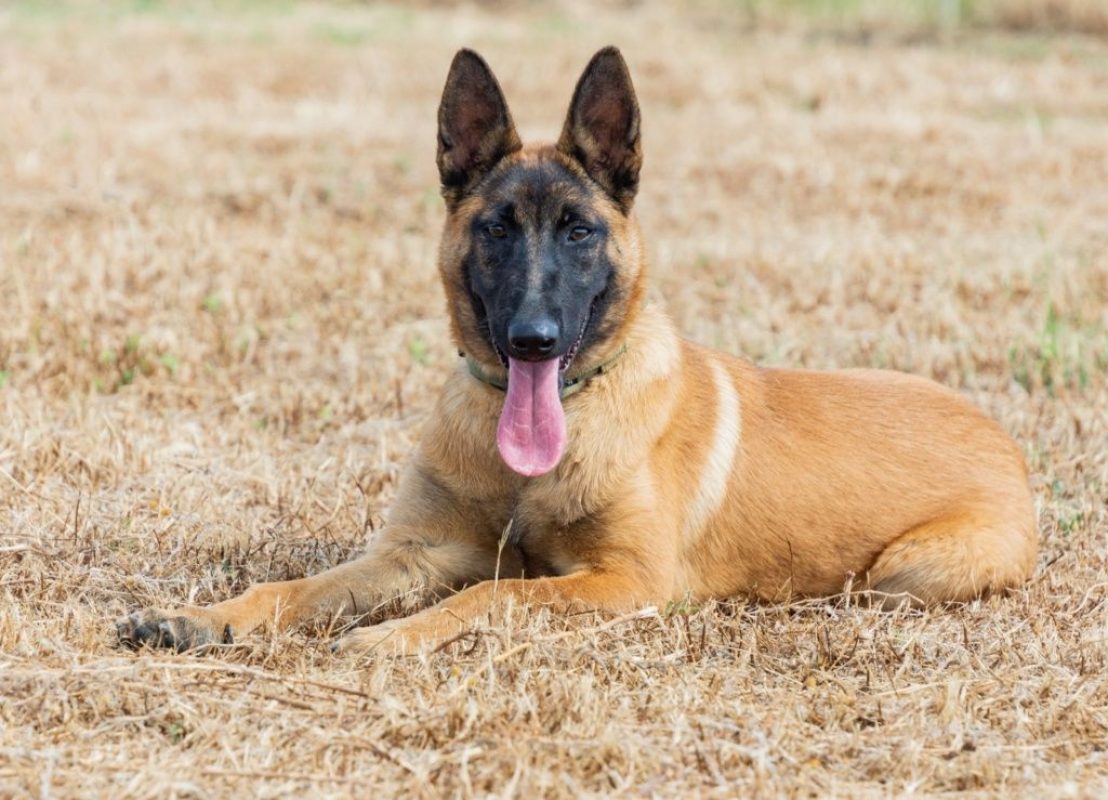 Tara - Chien Berger Belge Malinois à adopter - photo 7