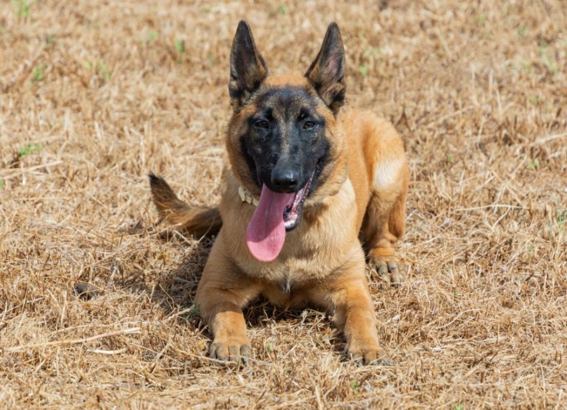 Tara - Chien Berger Belge Malinois à adopter - photo 9