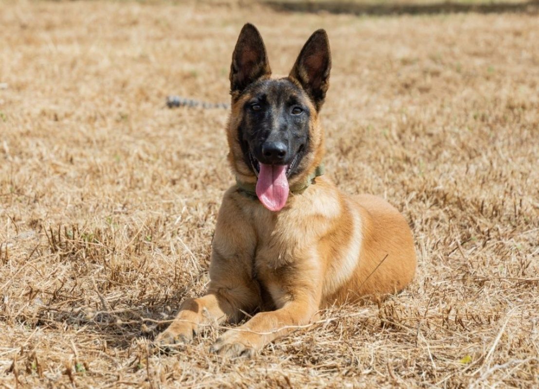 Tara - Chien Berger Belge Malinois à adopter - photo 8
