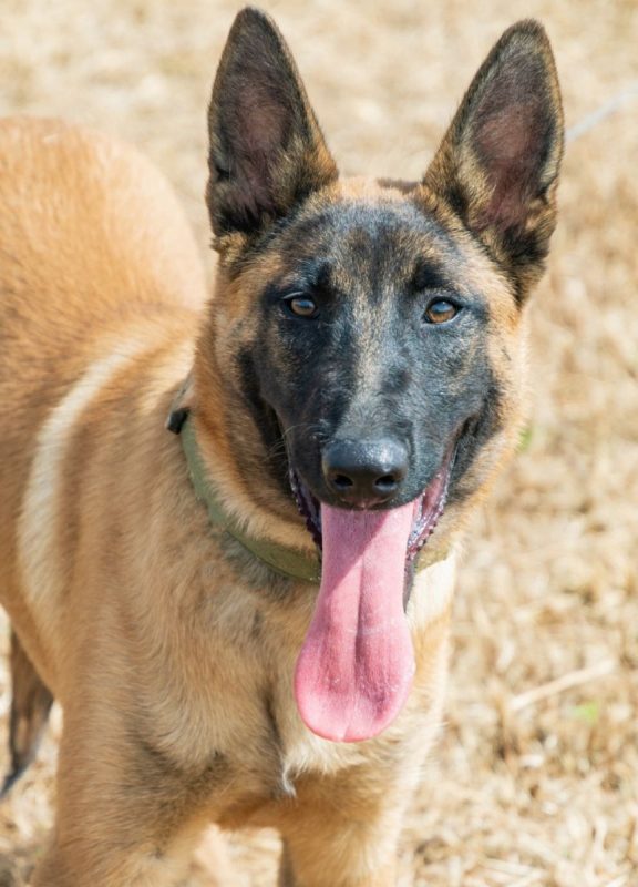 Tara - Chien Berger Belge Malinois à adopter