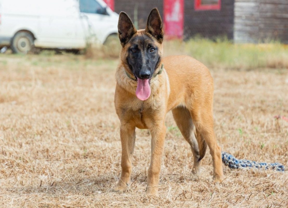 Tara - Chien Berger Belge Malinois à adopter - photo 2