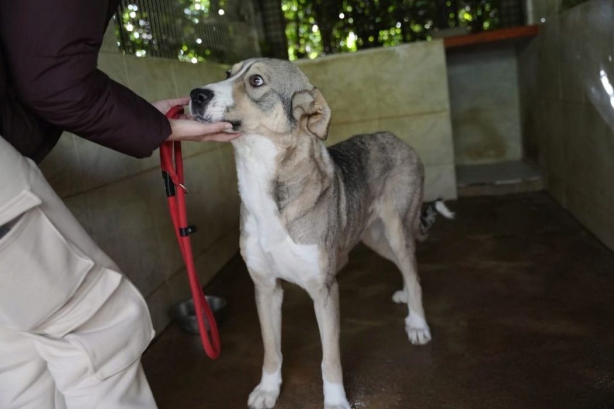 Keyla - Chien à adopter - photo 6