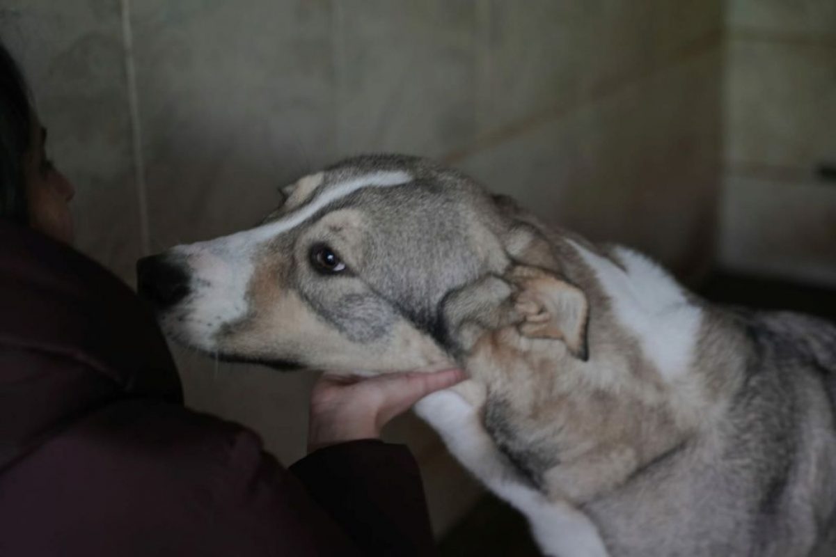 Keyla - Chien à adopter - photo 2