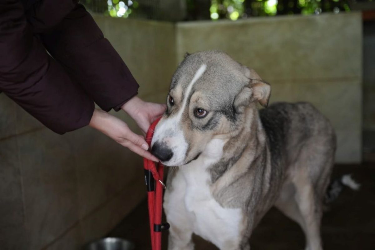 Keyla - Chien à adopter - photo 7