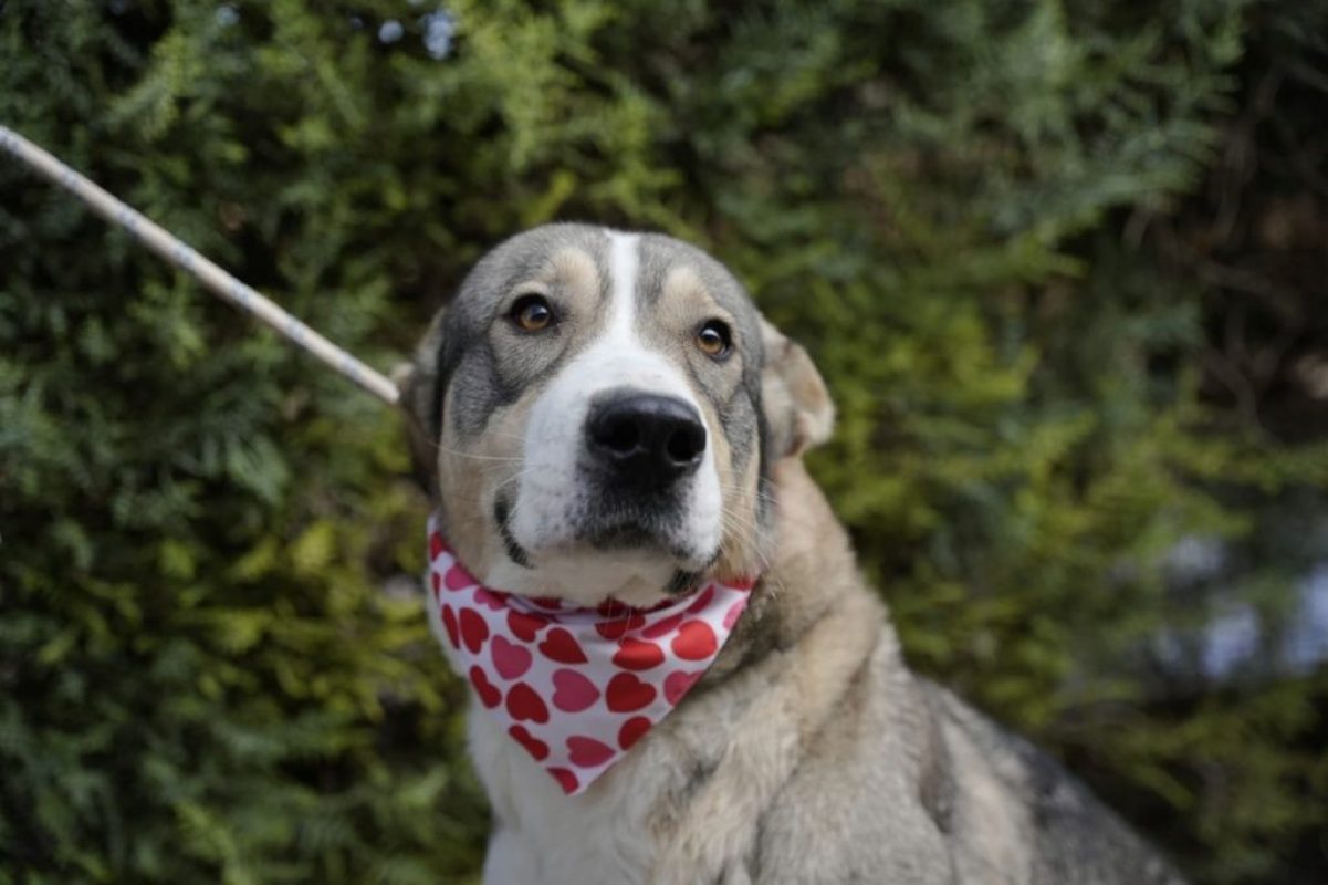 Keyla - Chien à adopter