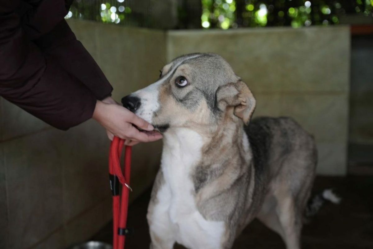 Keyla - Chien à adopter - photo 4