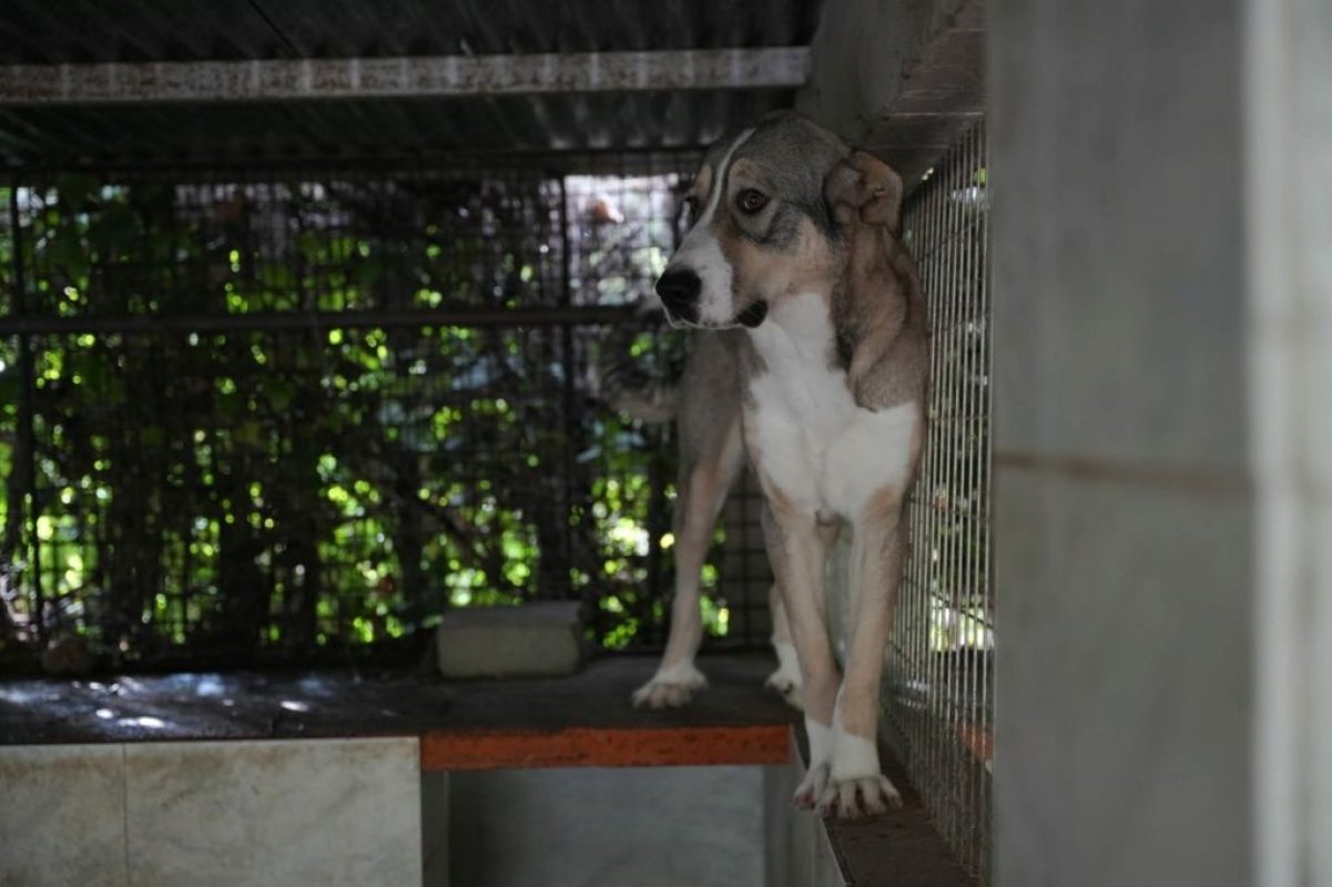 Keyla - Chien à adopter - photo 3
