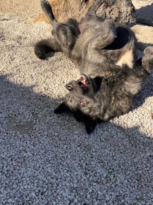 Judith - Chien à adopter - photo 8
