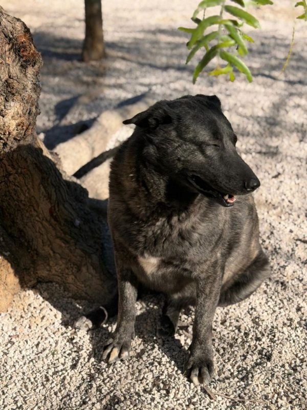 Judith - Chien à adopter - photo 5